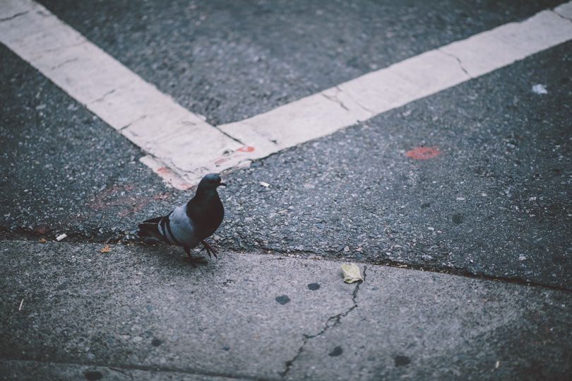 Vancouver photographers