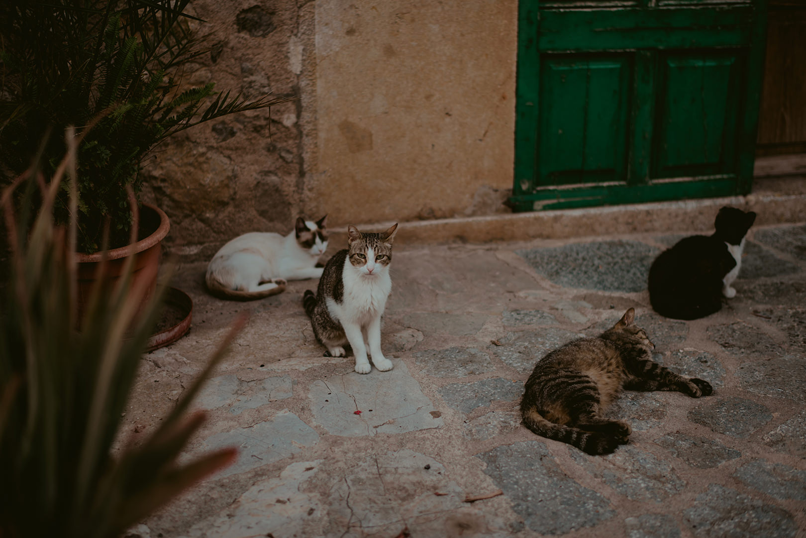 mallorca wedding photographers
