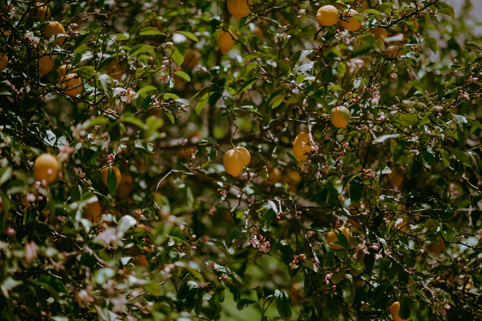 lemon-trees-at-mas-torroella